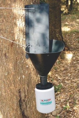 CROSSTRAP® XYLOFAGOS AVEC COLLECTEUR SEC (avec produit glissant)